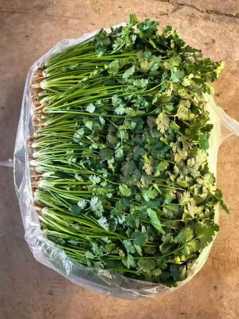 河北精品铁杆青香菜种植基地直发对接商超档口量大从优