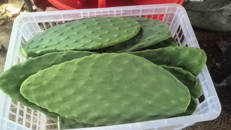 仙人掌鲜榨汁用的仙人掌叶片新鲜现场釆割
