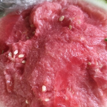 美都麒麟瓜