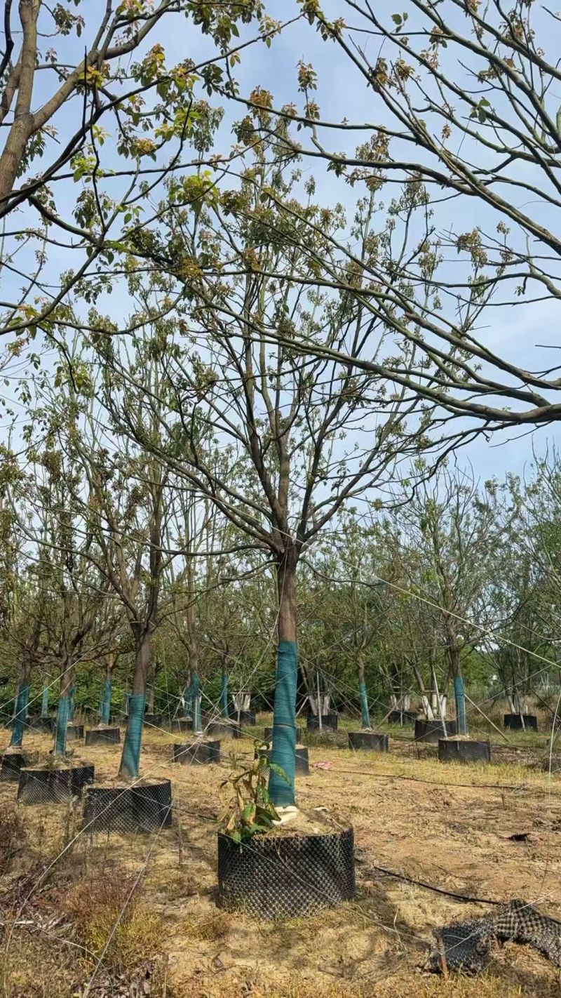 香樟树，树型优美，长期纯绿色，分枝统一。