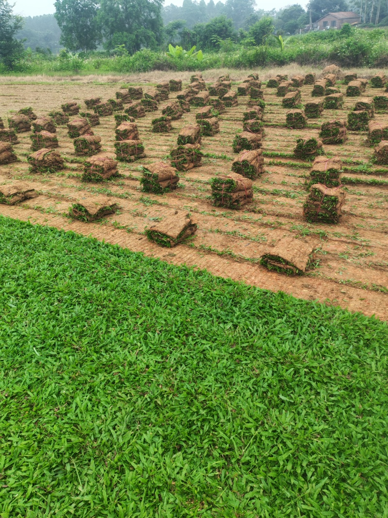 广东绿化草皮批发大叶油台湾草，马尼拉