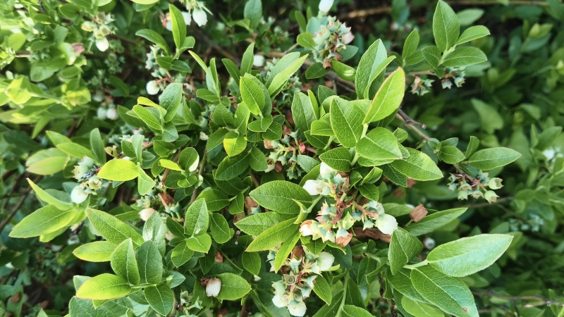 蓝莓