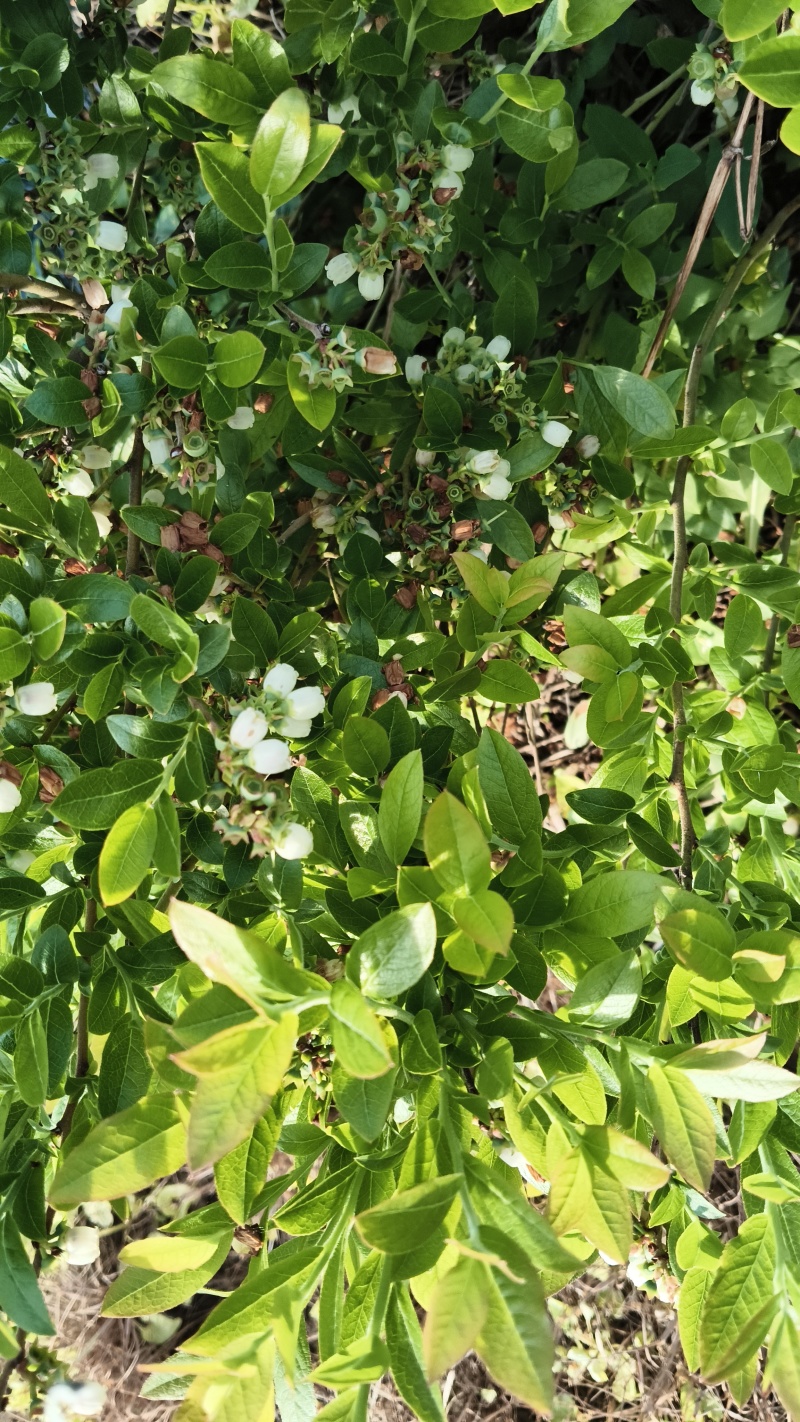 蓝莓