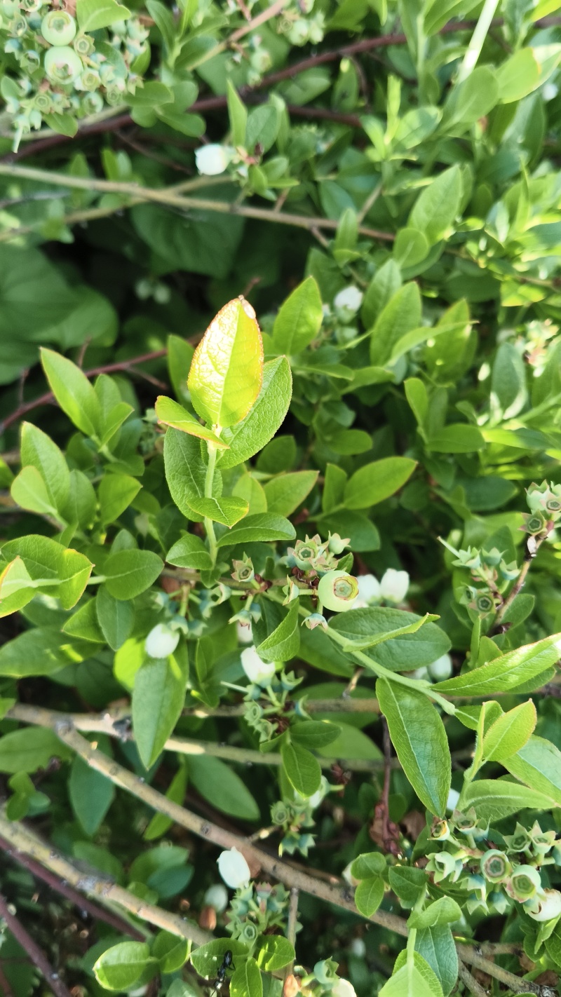 蓝莓