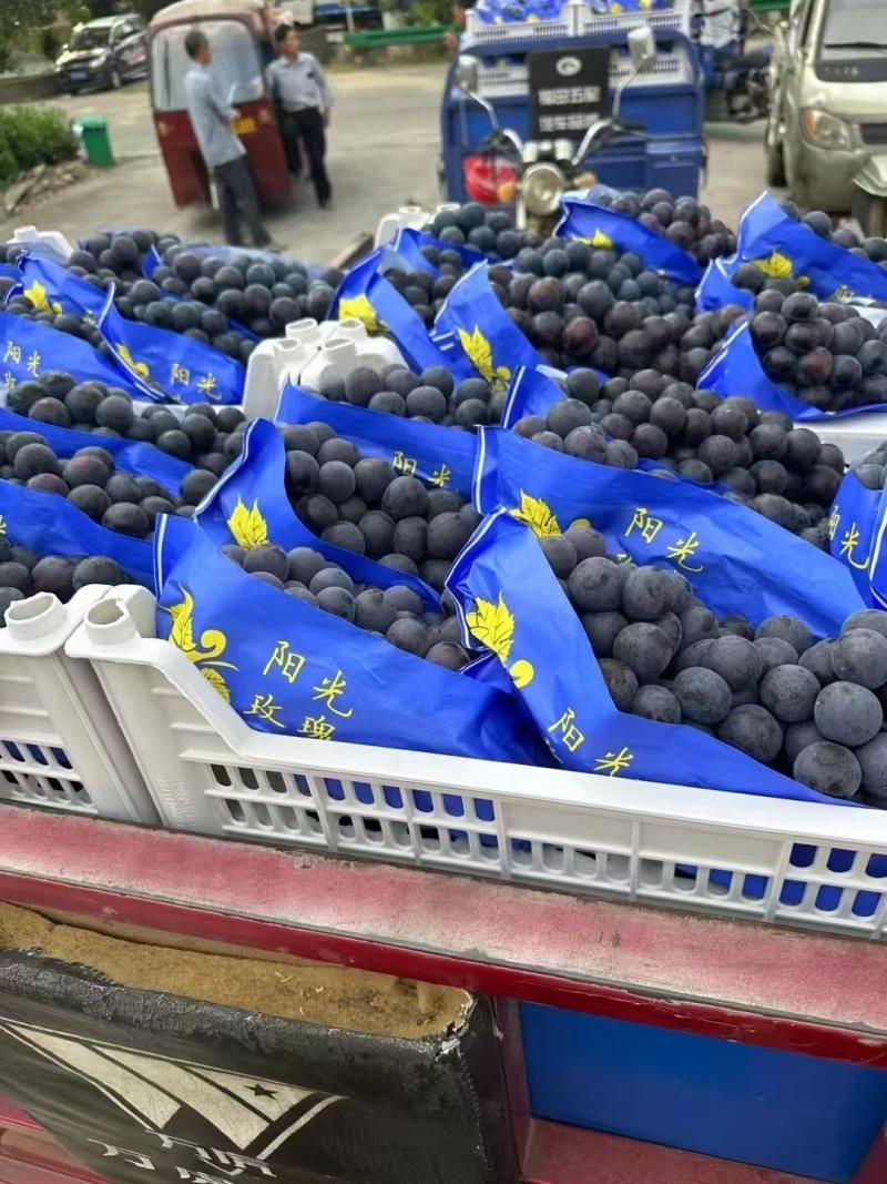 精品夏黑
