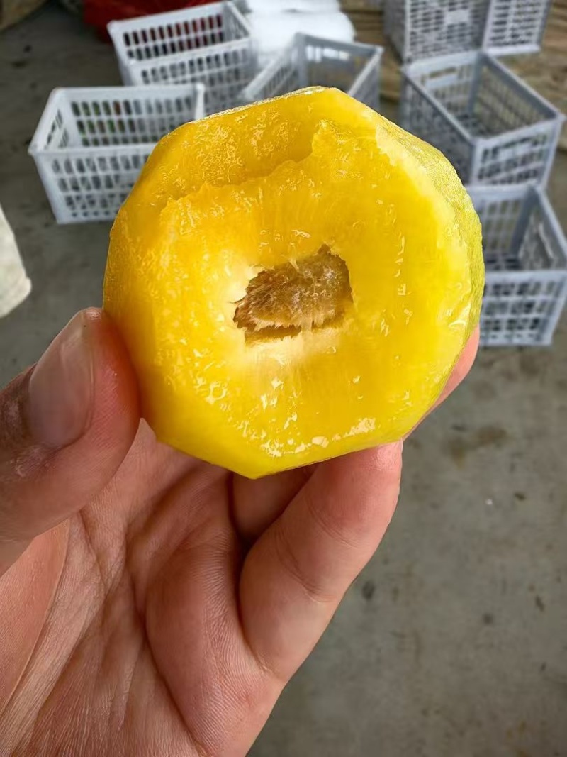 味帝澳洲红五月脆八宝丹大芙蓉\口感脆甜\供应市场电商外贸