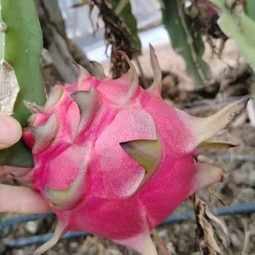 一级火龙果