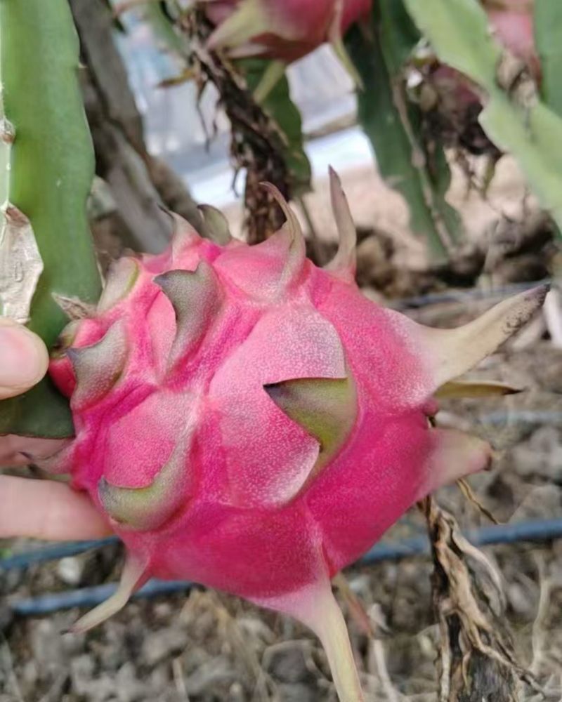 一级火龙果