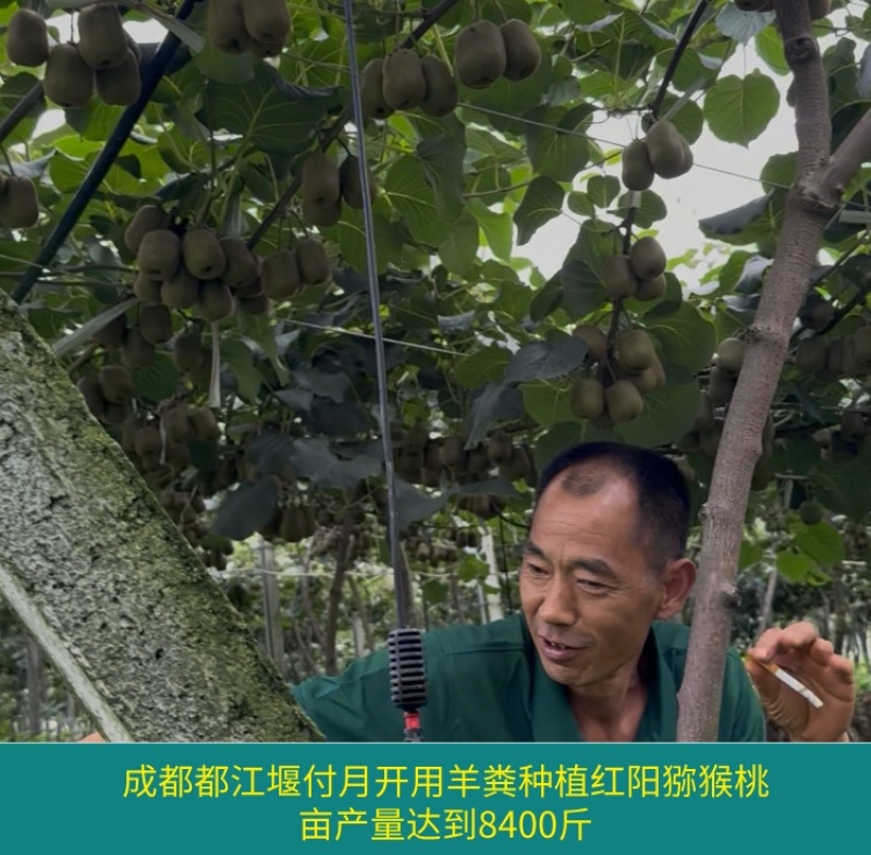 甘肃四川草原纯羊粪有机肥源头货源，整车大批量批发
