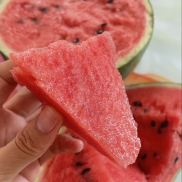 西瓜精品有籽麒麟美都6到14斤大量供应货源充足