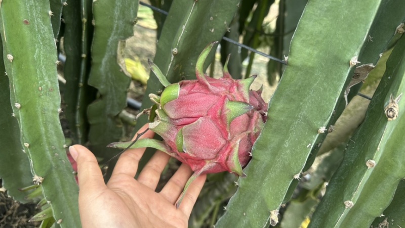 广西新鲜红心火龙果