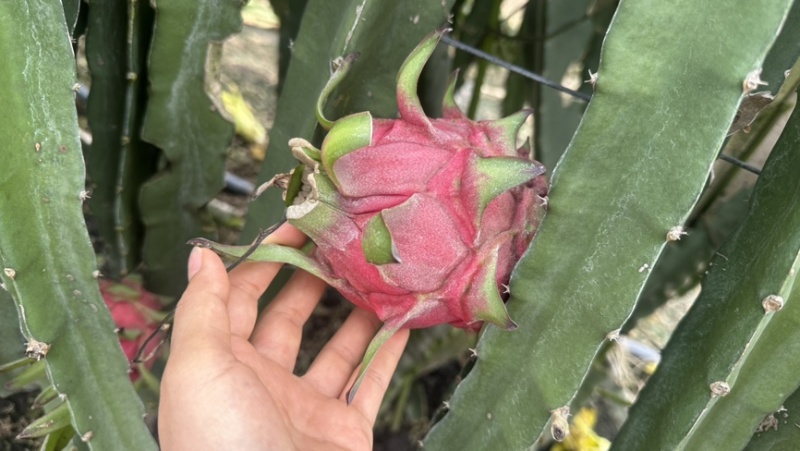 广西新鲜红心火龙果