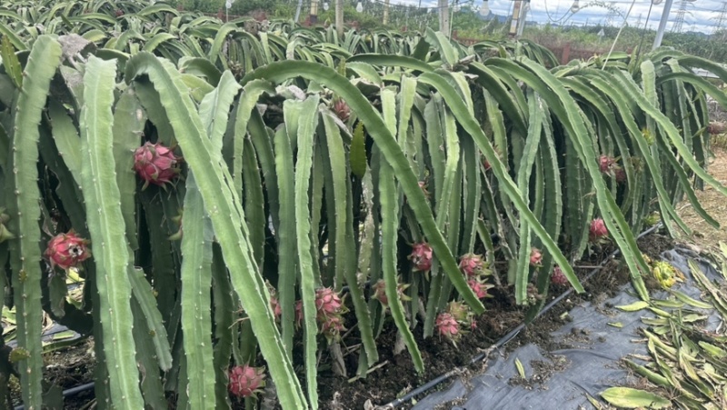 广西新鲜红心火龙果