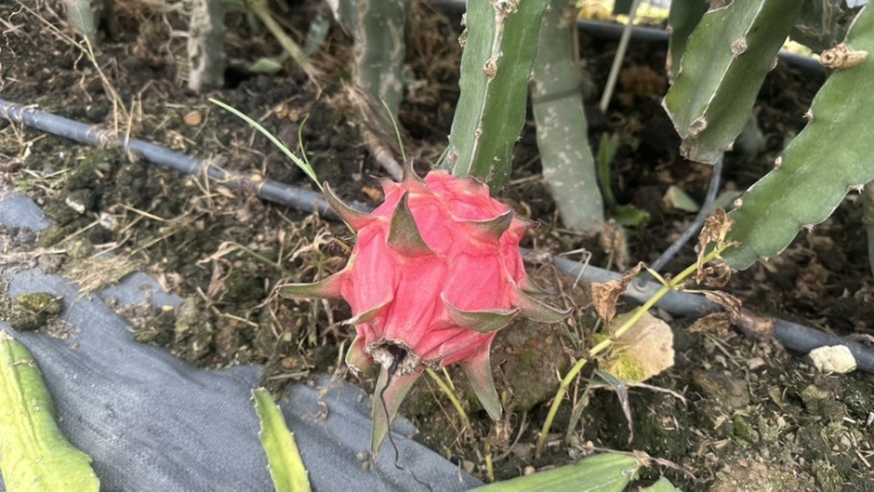 广西新鲜红心火龙果
