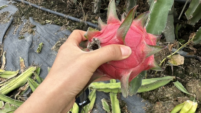 广西新鲜红心火龙果