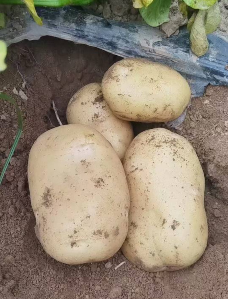 精品土豆沃土加.实验一，齐元丰土豆大吨位供应支持各种包装