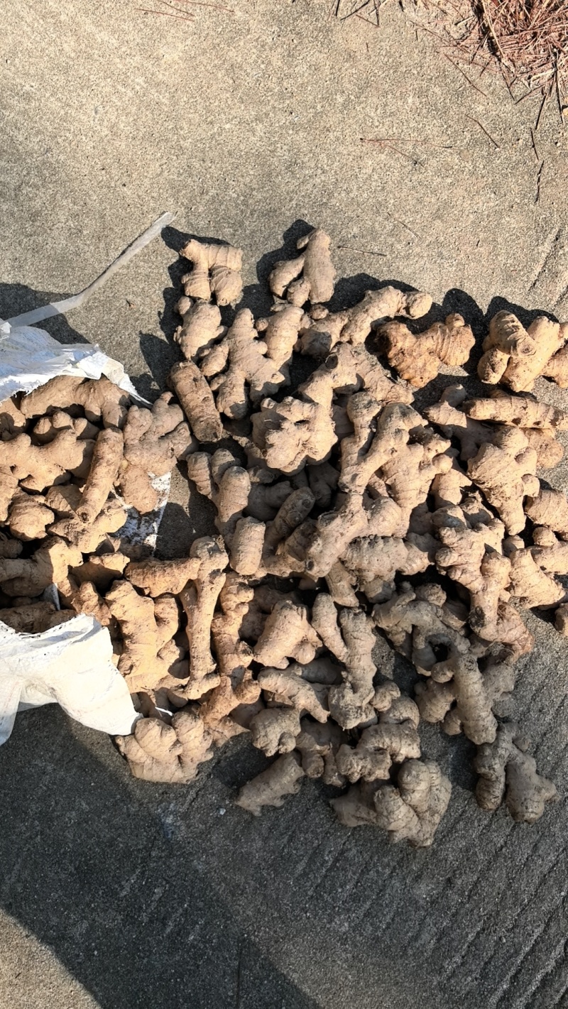 优质姜母一手货源品质保证