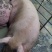 活猪（肥猪）