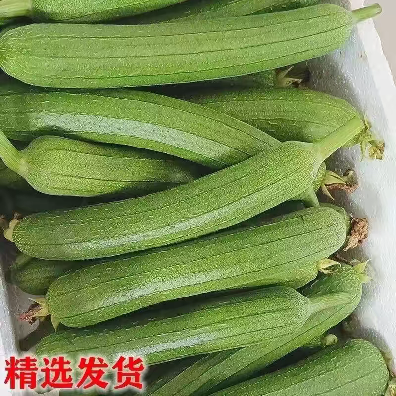 《丝瓜》湖北丝瓜对接超市电商市场产地直发