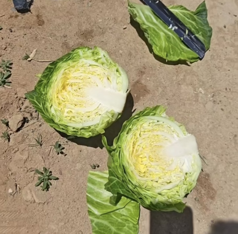 精品甘蓝黄心圆包菜一手货源产地直发欢迎采购商前来采购