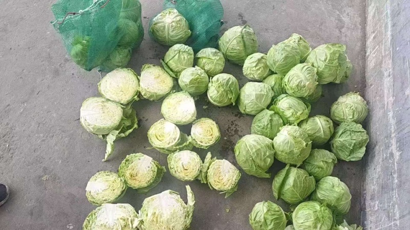 精品甘蓝黄心圆包菜一手货源产地直发欢迎采购商前来采购
