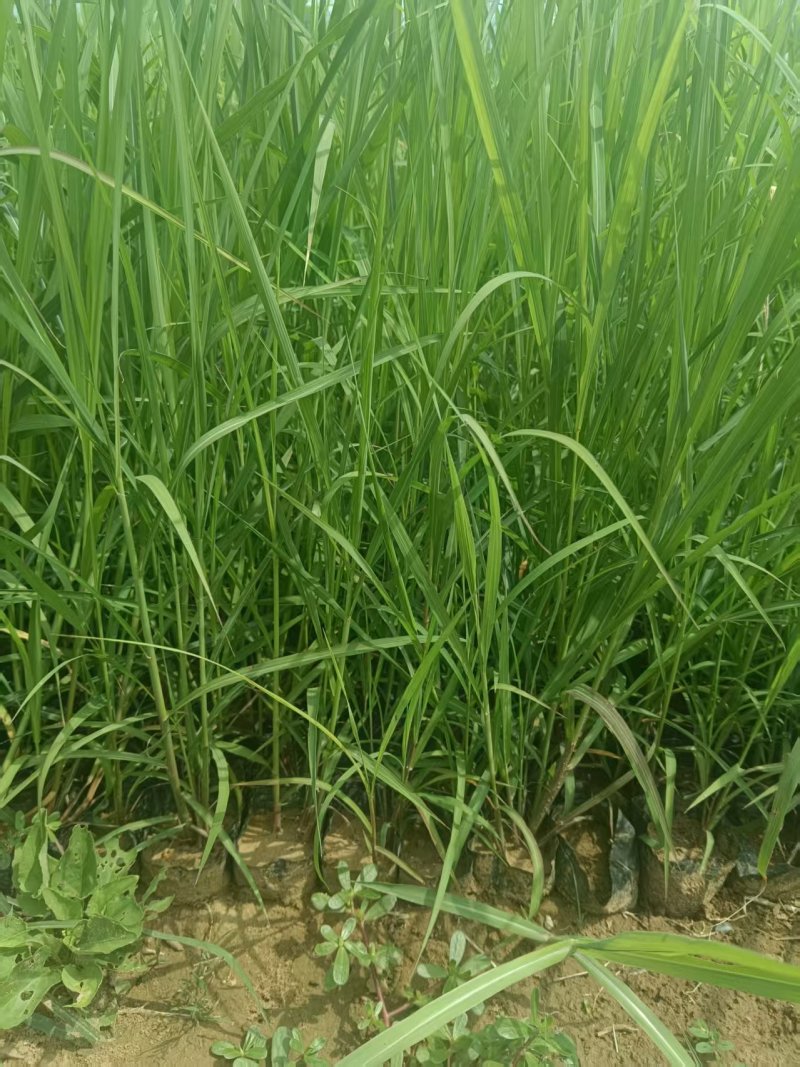 狄草