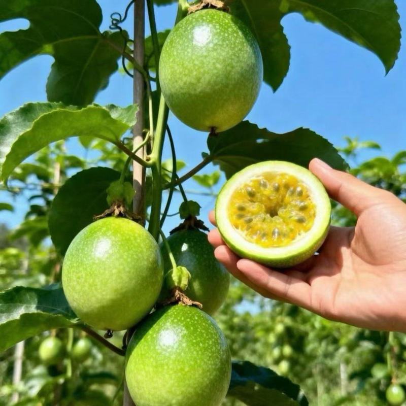 广东湛江百香果大量批发