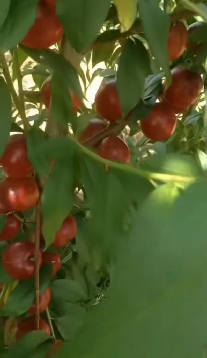珍珠油桃