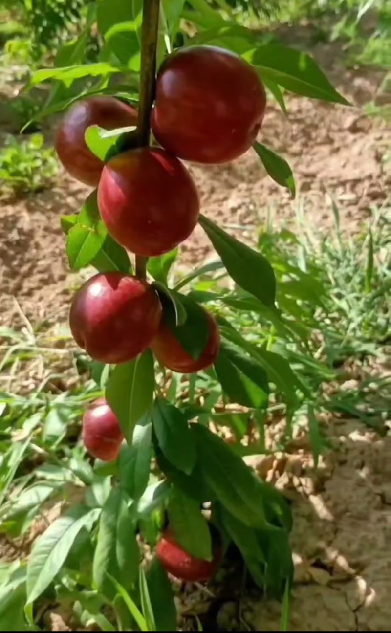 珍珠油桃