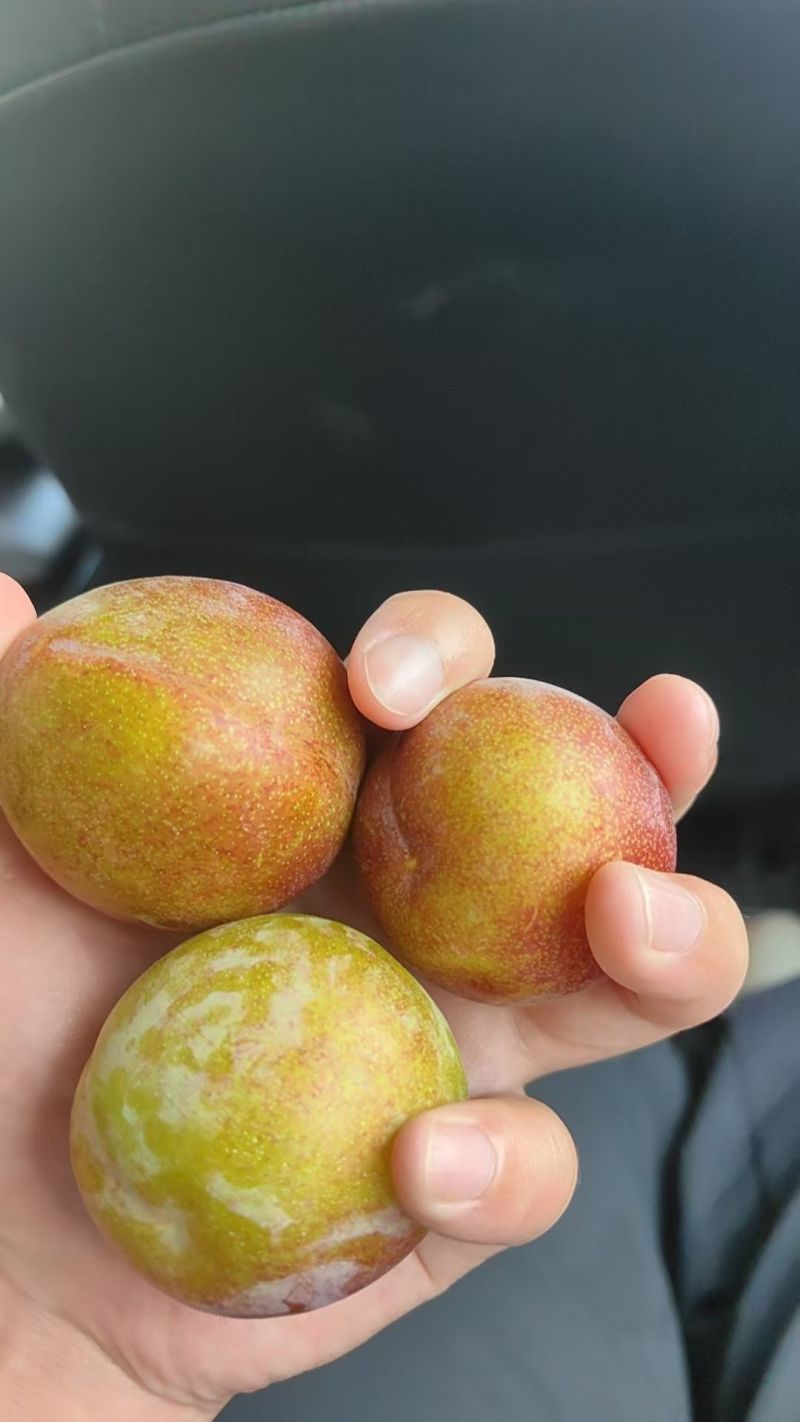 李子，味帝李，澳洲红，大宝石，五月脆，八宝丹李等