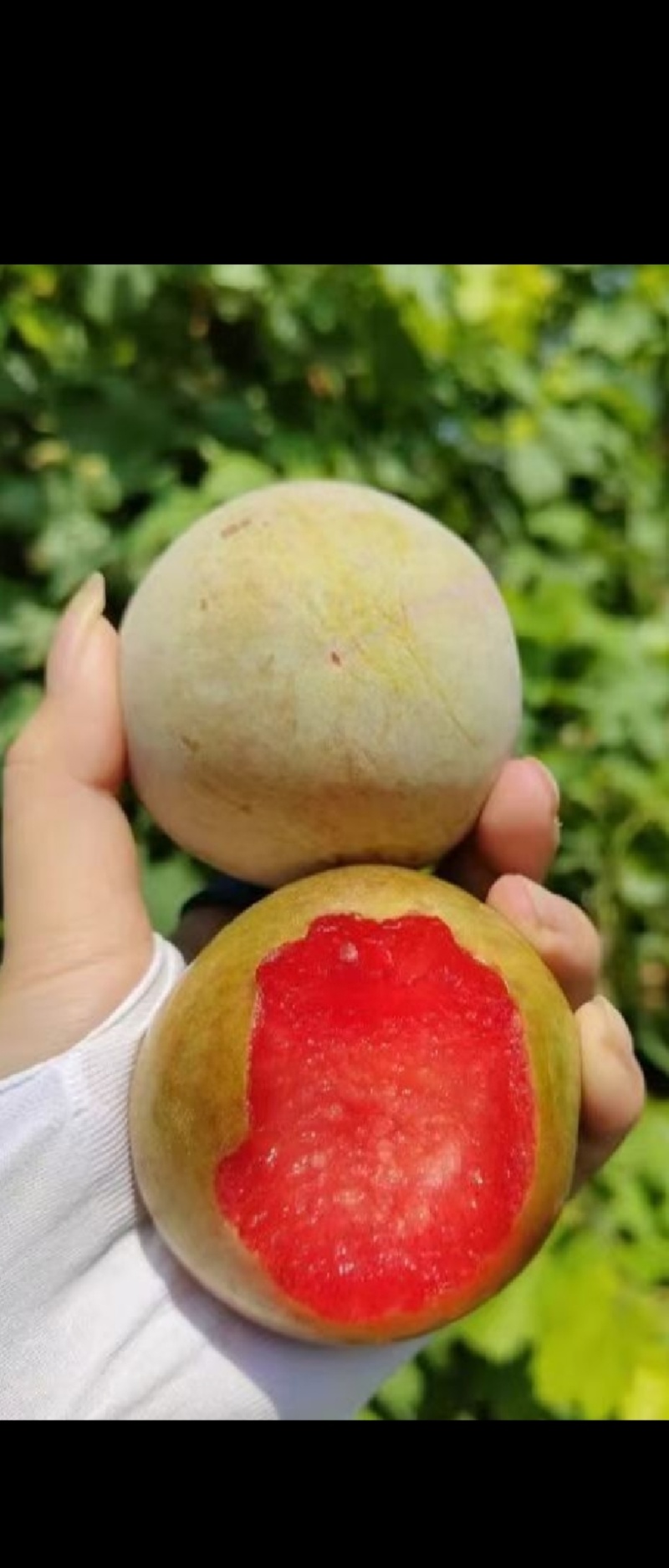 李子，味帝李，澳洲红，大宝石，五月脆，八宝丹李等