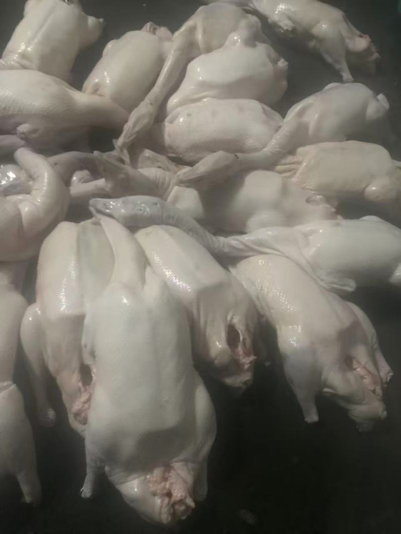狮头鹅，产地直发量大从优，可以视频发货，欢迎老板前来看货