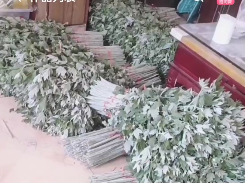 艾草鲜艾草端午艾草大叶艾草