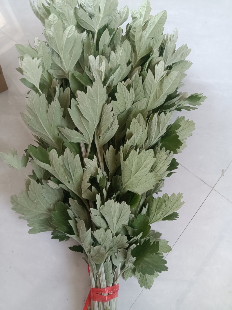 艾草鲜艾草端午艾草大叶艾草