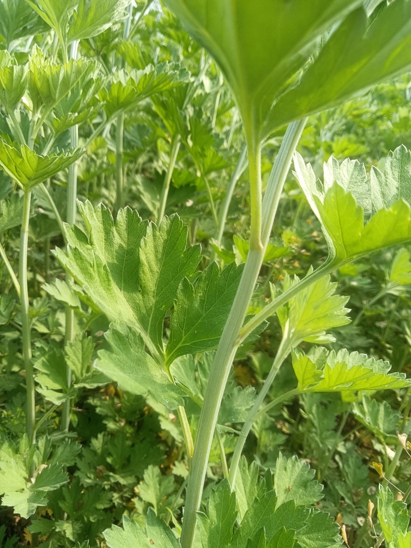 艾草鲜艾草端午艾草大叶艾草