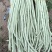 白珠豆