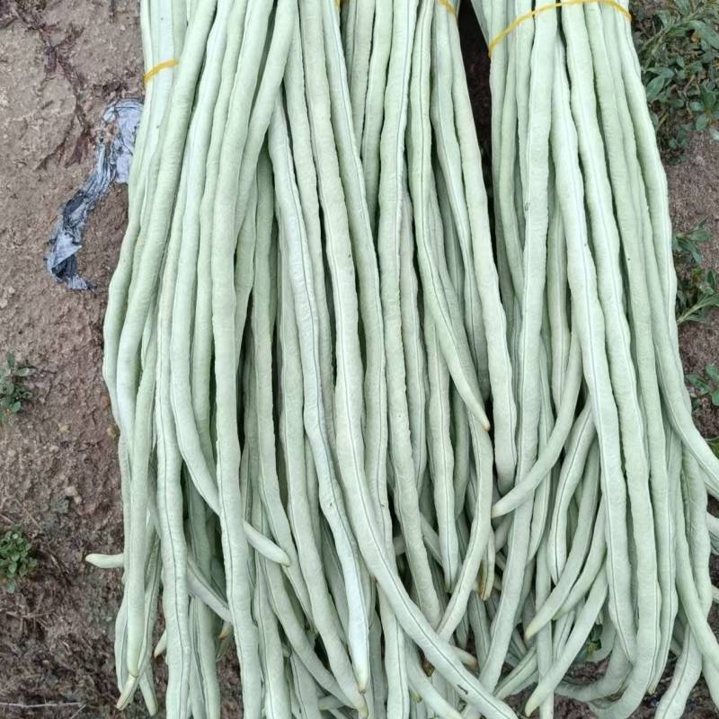 白珠豆