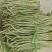 白珠豆