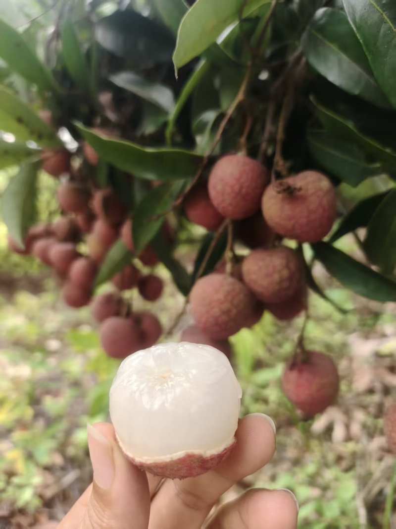 灵山黑叶荔枝，一口清甜，荔润盛夏！