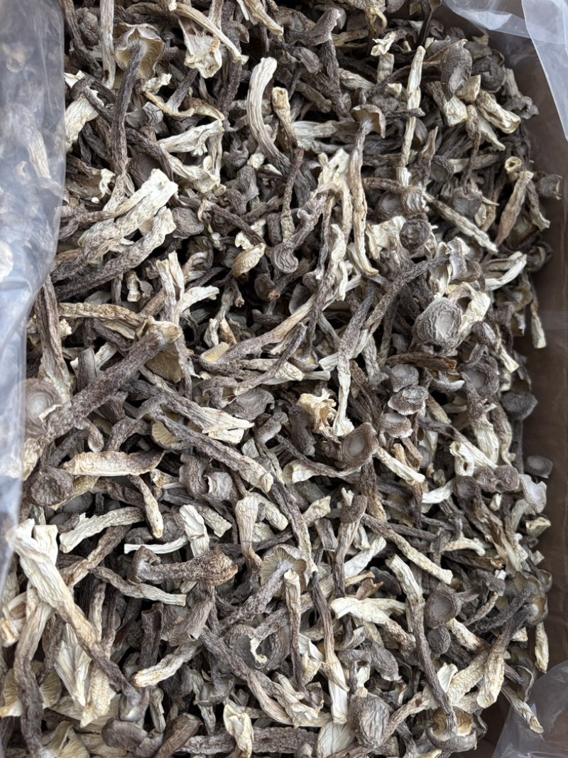 精选！鹿茸菇干菇A级，全A货！货源充足！有意私聊