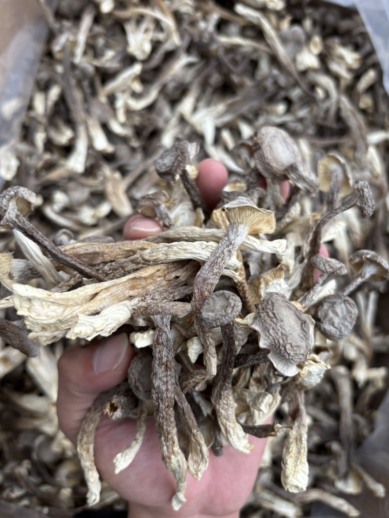 精选！鹿茸菇干菇A级，全A货！货源充足！有意私聊