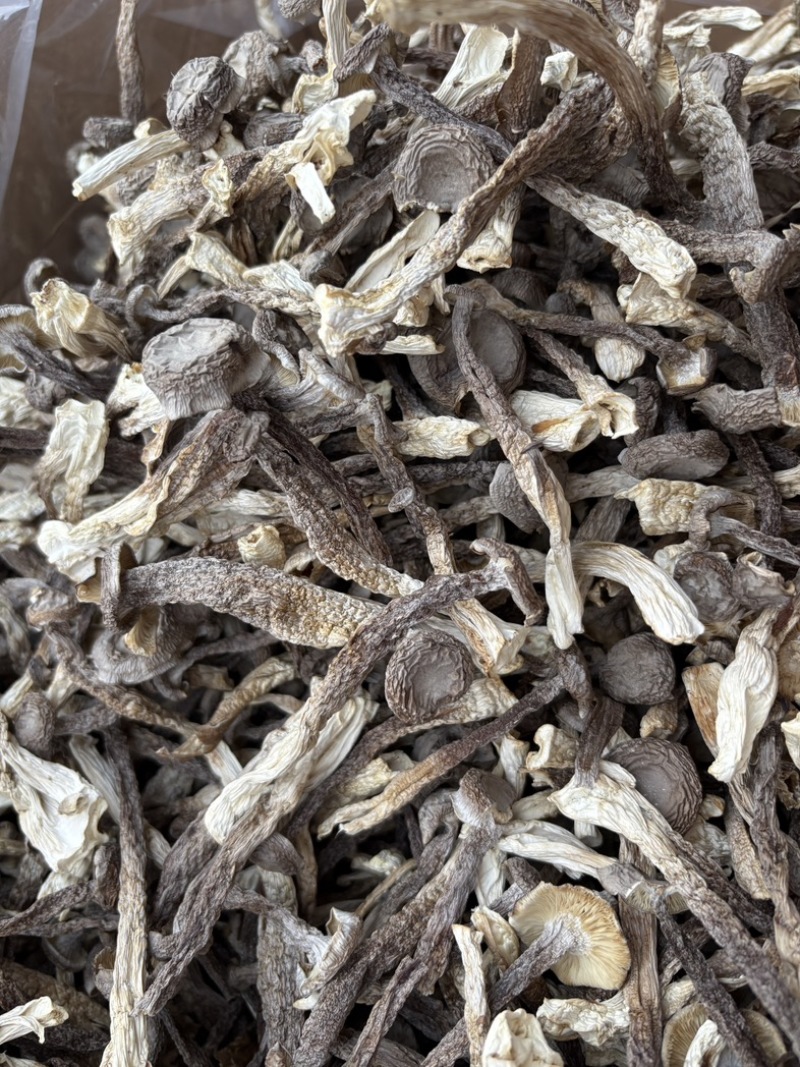 精选！鹿茸菇干菇A级，全A货！货源充足！有意私聊