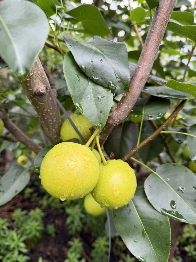 泸西高原早白蜜