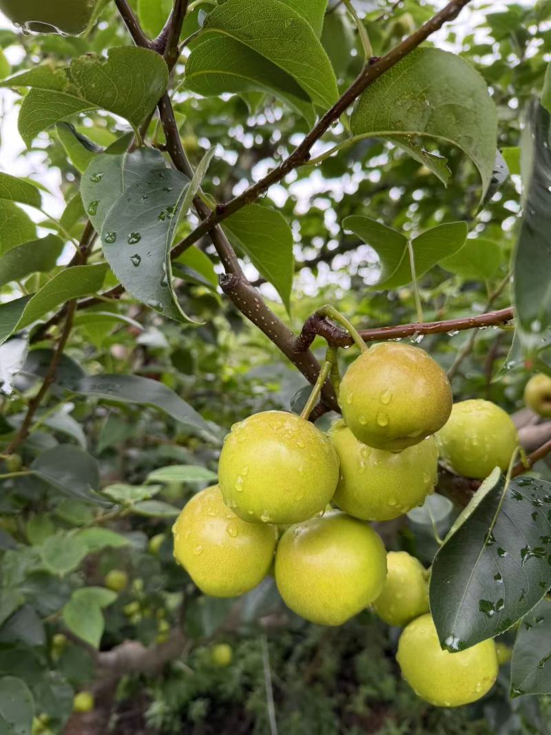 泸西高原早白蜜