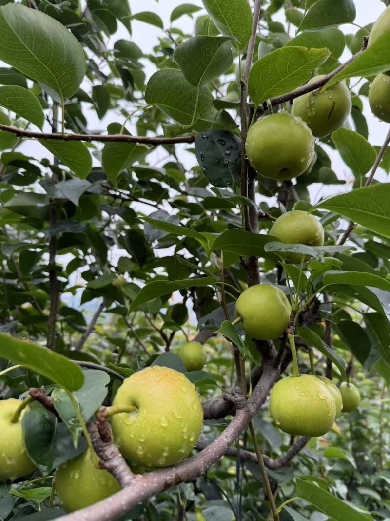 泸西高原早白蜜