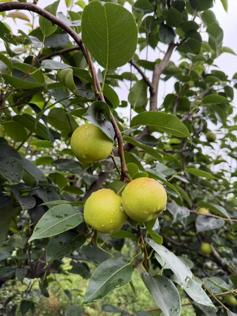 泸西高原早白蜜