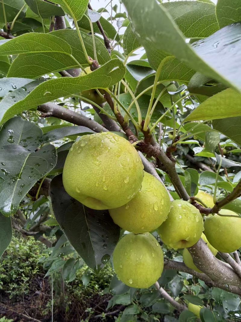 泸西高原早白蜜