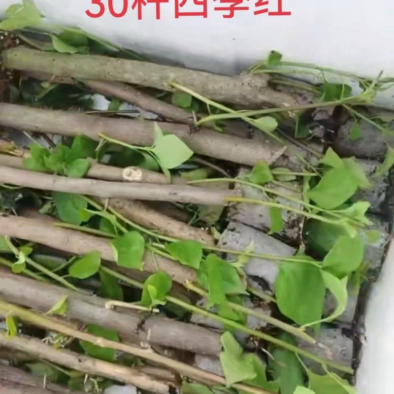 自家7O多个品种三角梅袋苗基地批发，质优价廉，品质保证。