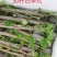 自家7O多个品种三角梅袋苗基地批发，质优价廉，品质保证。