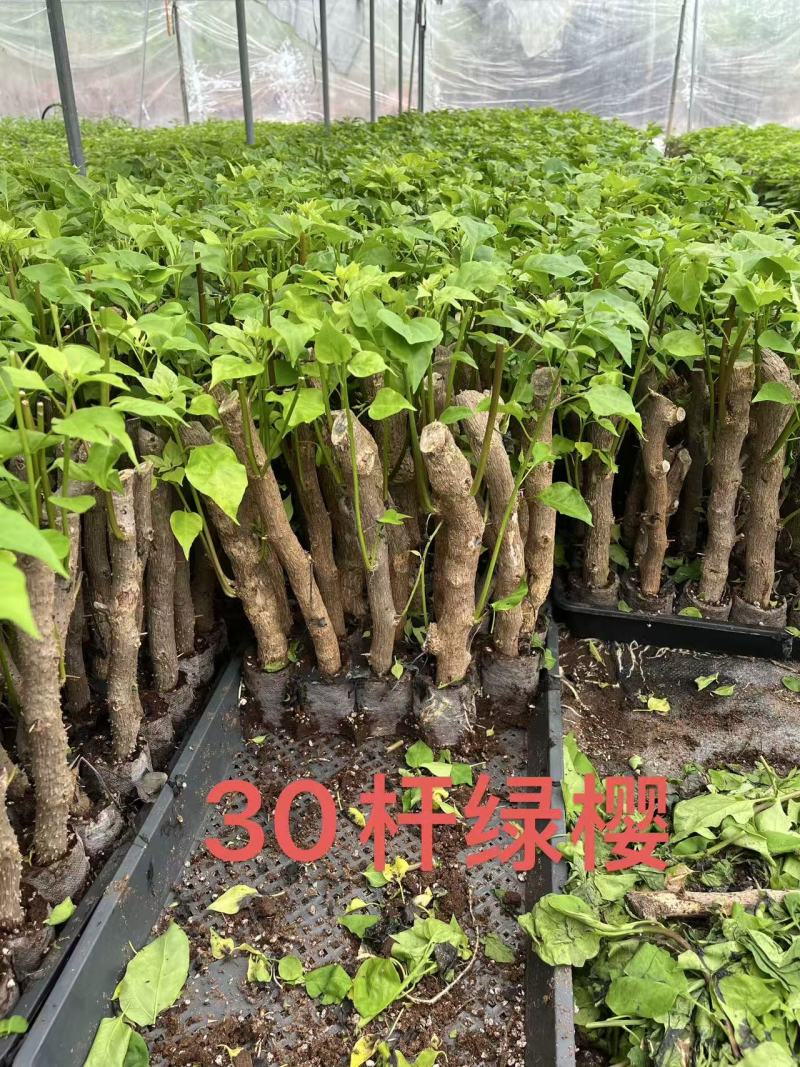 自家7O多个品种三角梅袋苗基地批发，质优价廉，品质保证。